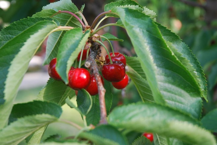 Gatzke orchards