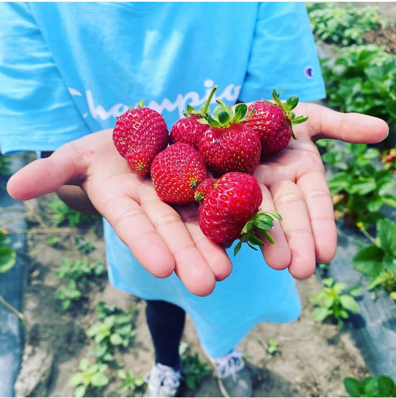 KLO Farms