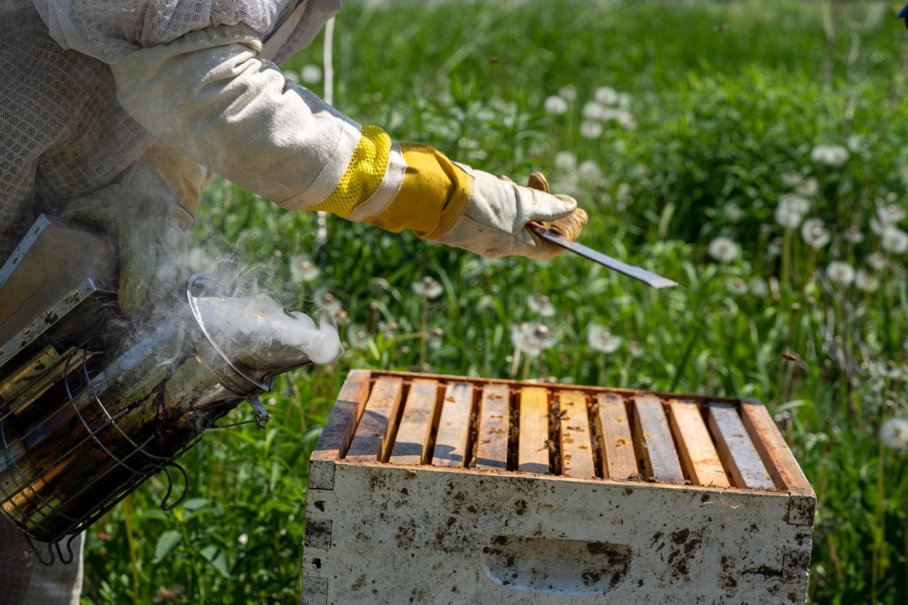 The Bee Spot
