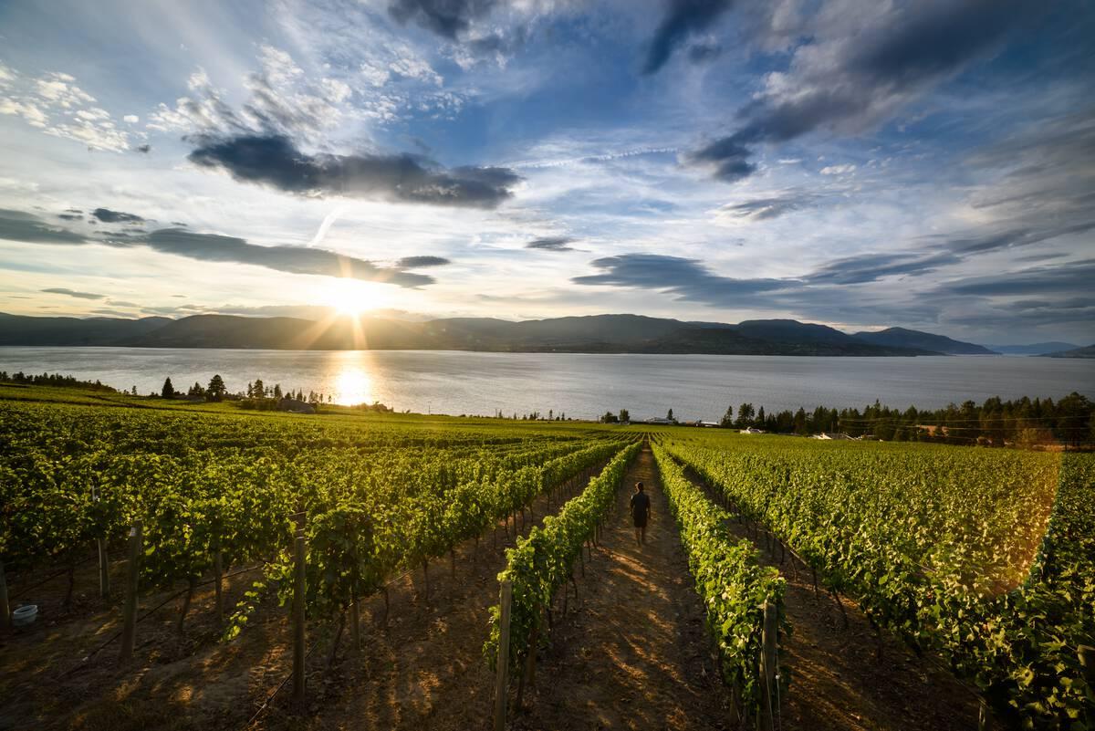 Cedar Creek Vineyards Destination BC Andrew Strain