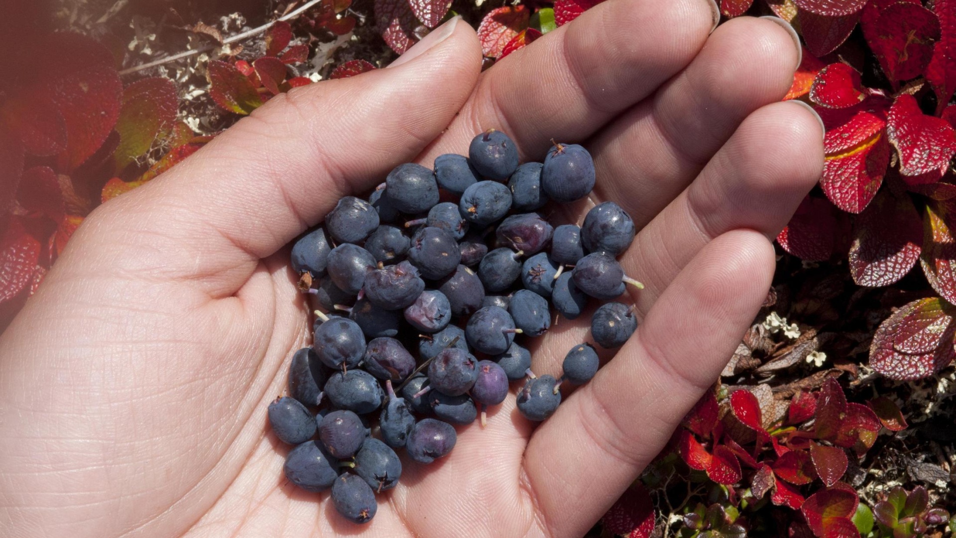 Bergeron Blueberries NWT