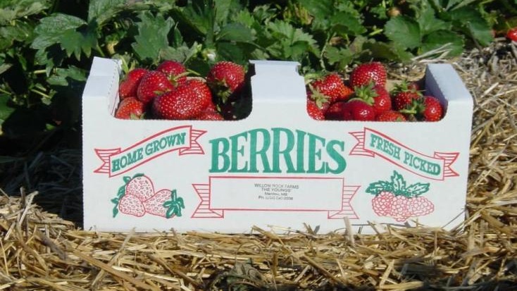 Manitoba Berry Boone Feature Image