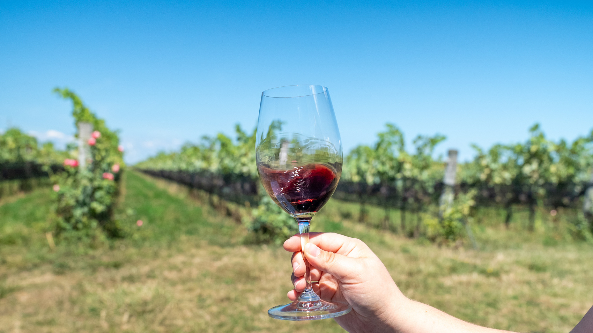 Southbrook Vineyards 16