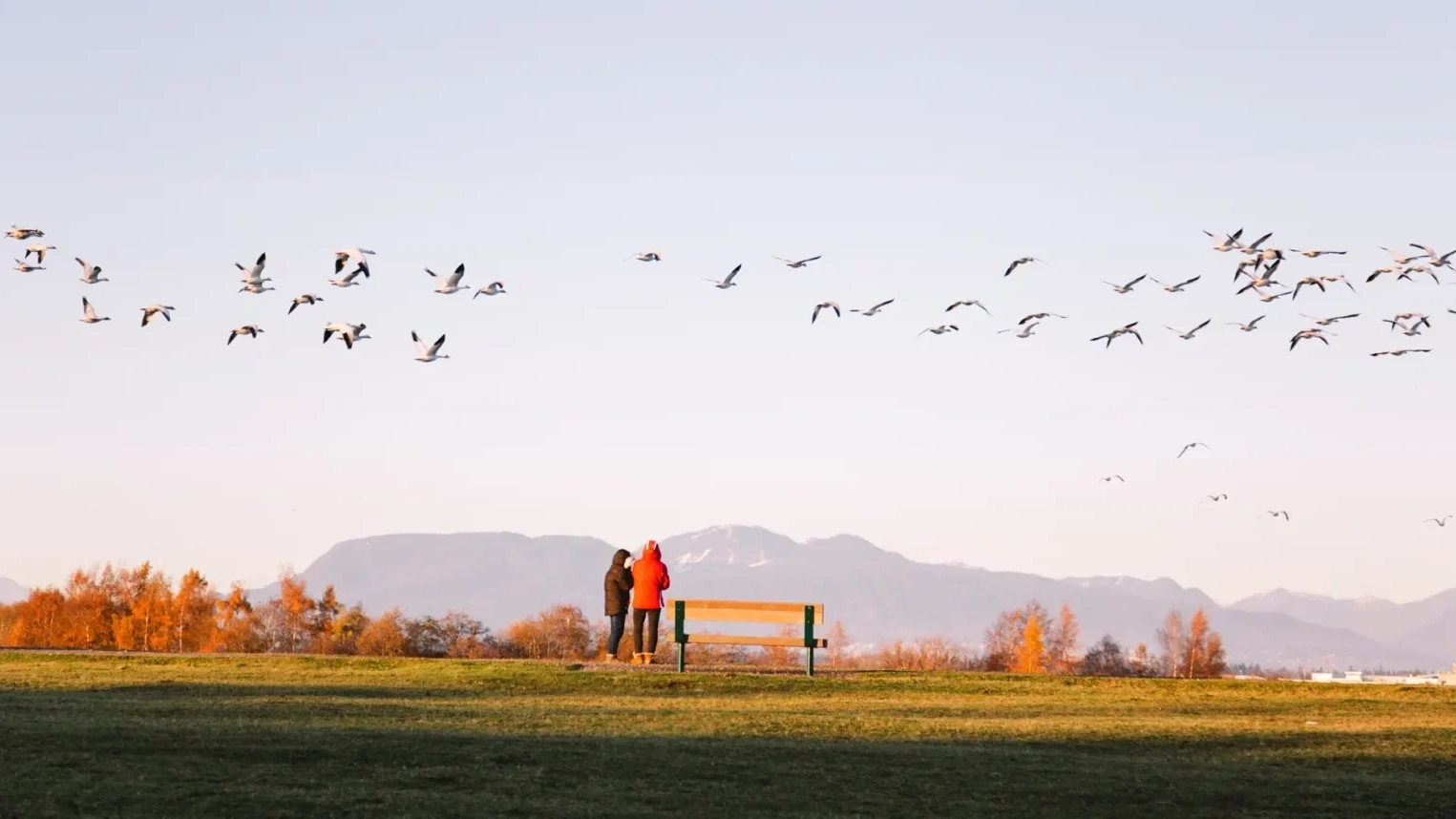 TR2016 Birds 1 1016 1 e1790025278559 1600x858