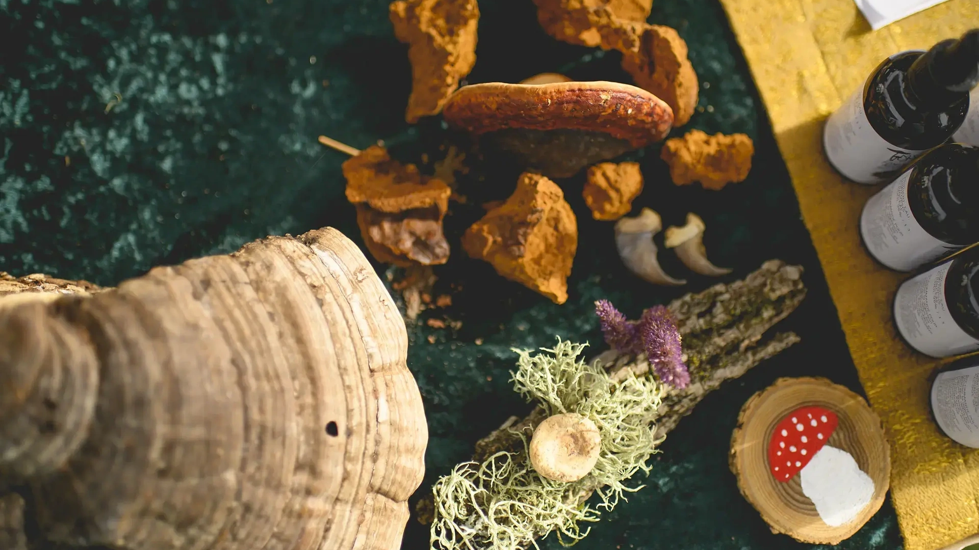 Table Festival Champignons Forestier du Kamouraska Bas Saint Laurent JHA Photographie jpg