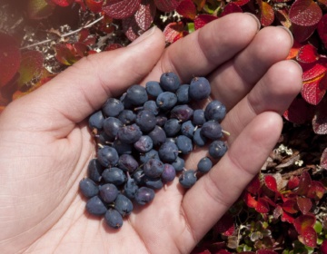 Bergeron Blueberries NWT