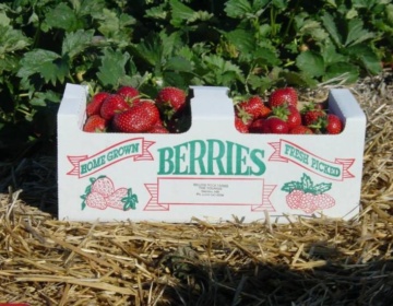 Manitoba Berry Boone Feature Image