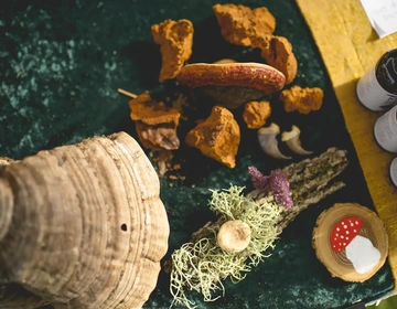 Table Festival Champignons Forestier du Kamouraska Bas Saint Laurent JHA Photographie jpg