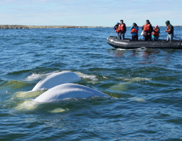 Beluga Wale Experiece Frontiers Zhang Yongpeng