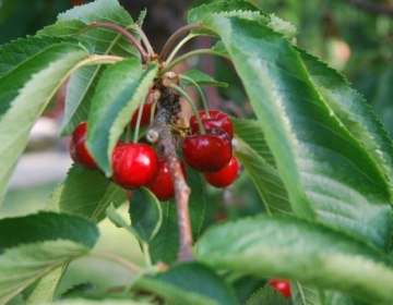Gatzke orchards