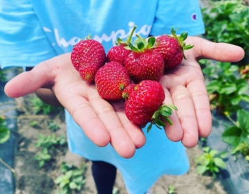 KLO Farms