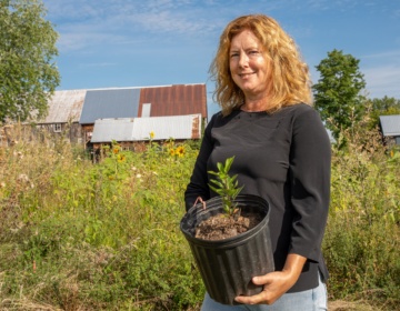 Springfield Farm ELEANOR 2