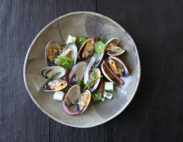 Wild Mountain Octopus and Clams