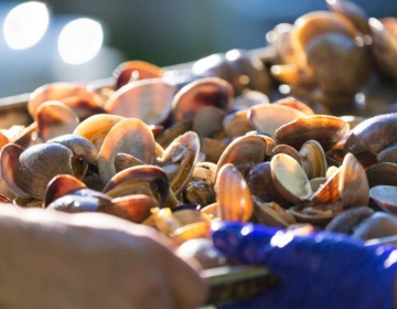 A plate of clams at the BC Shellfish & Seafood Festival in Comox