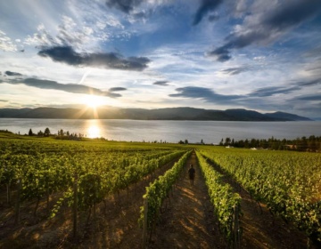 Cedar Creek Vineyards Destination BC Andrew Strain