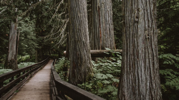 Ancient Forest Chun Toh Whudujut Provincial Park Cr Tourism Prince George Darrin Rigo TPG 5495