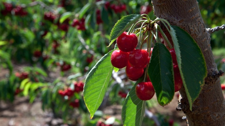 Cherries Osoyoos