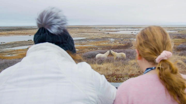 Polar Bears Frontiers North