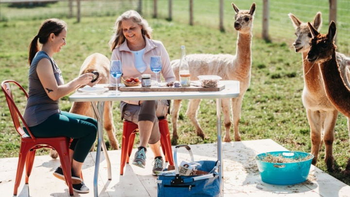 Udderly Ridiculous Alpaca Picnic