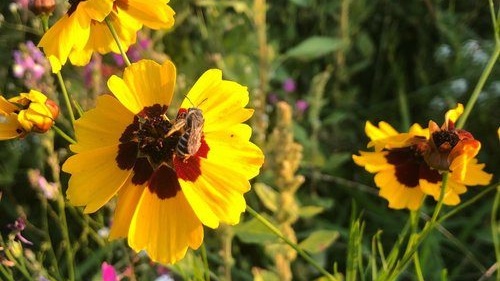 Arloshoneyfarm Instagram 1191 ig 17906287114993020