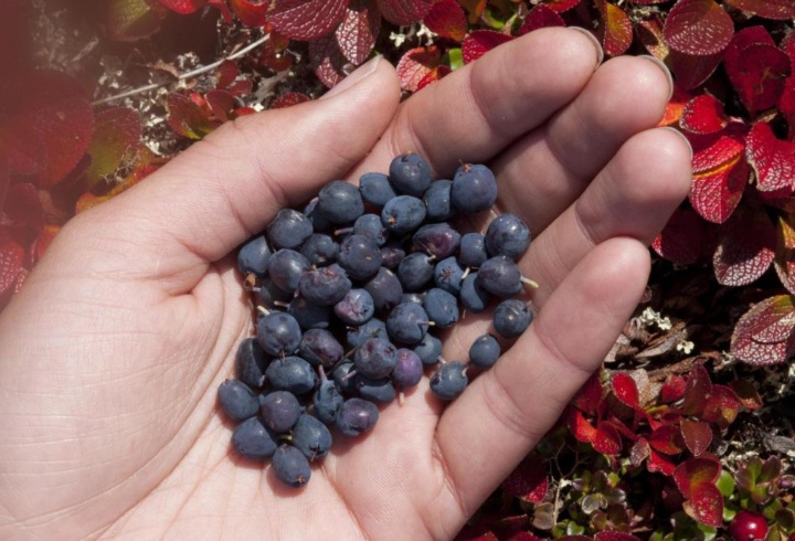 Bergeron Blueberries NWT